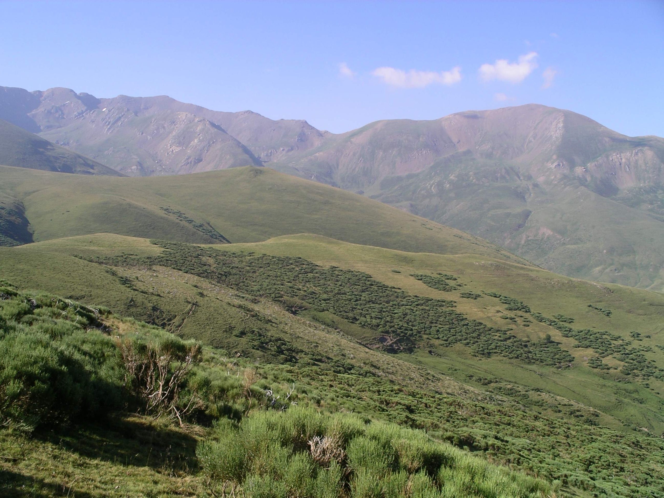Grans expansions de pastures d'alta muntanya envaïdes per matollars a Durro, l'Alta Ribagorça. (Foto: Francesc Montané) | Francesc Montané (ACN)