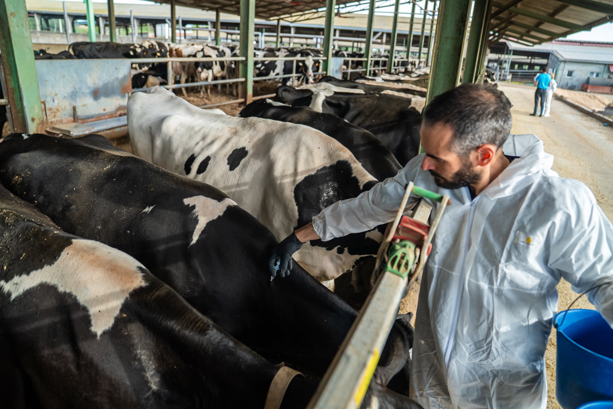 Un veterinari vacunant vaques contra la Dermatosi Nodular Contagiosa en una explotació ramadera de l'Alt Empordà | Cedida pel Departament d'Agricultura
