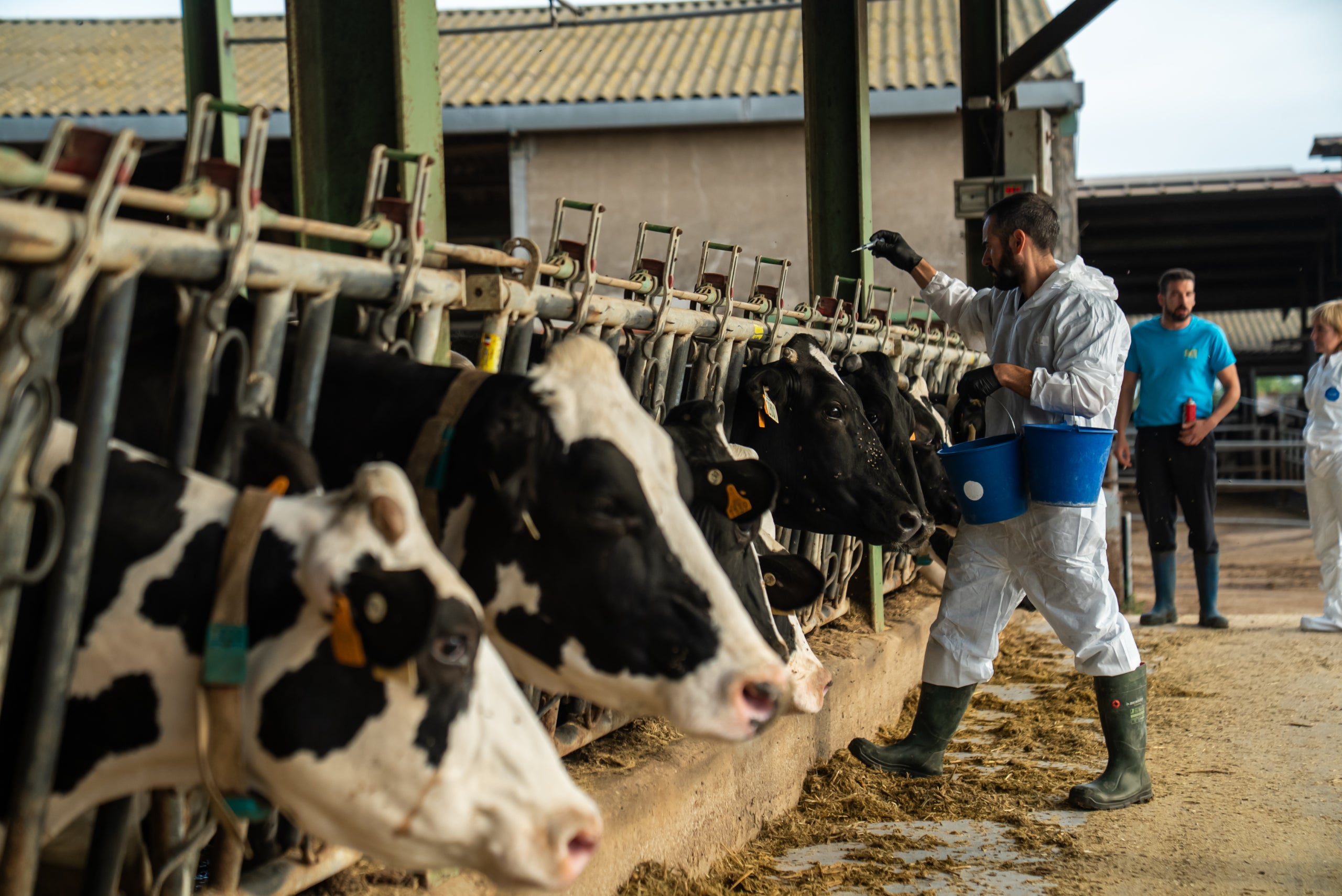 Un veterinari durant la vacunació de caps de bestiar boví en una granja inclosa dins el radi del focus de la Dermatosi Nodular Contagiosa a l'Alt Empordà | Cedida pel Departament d'Agricultura