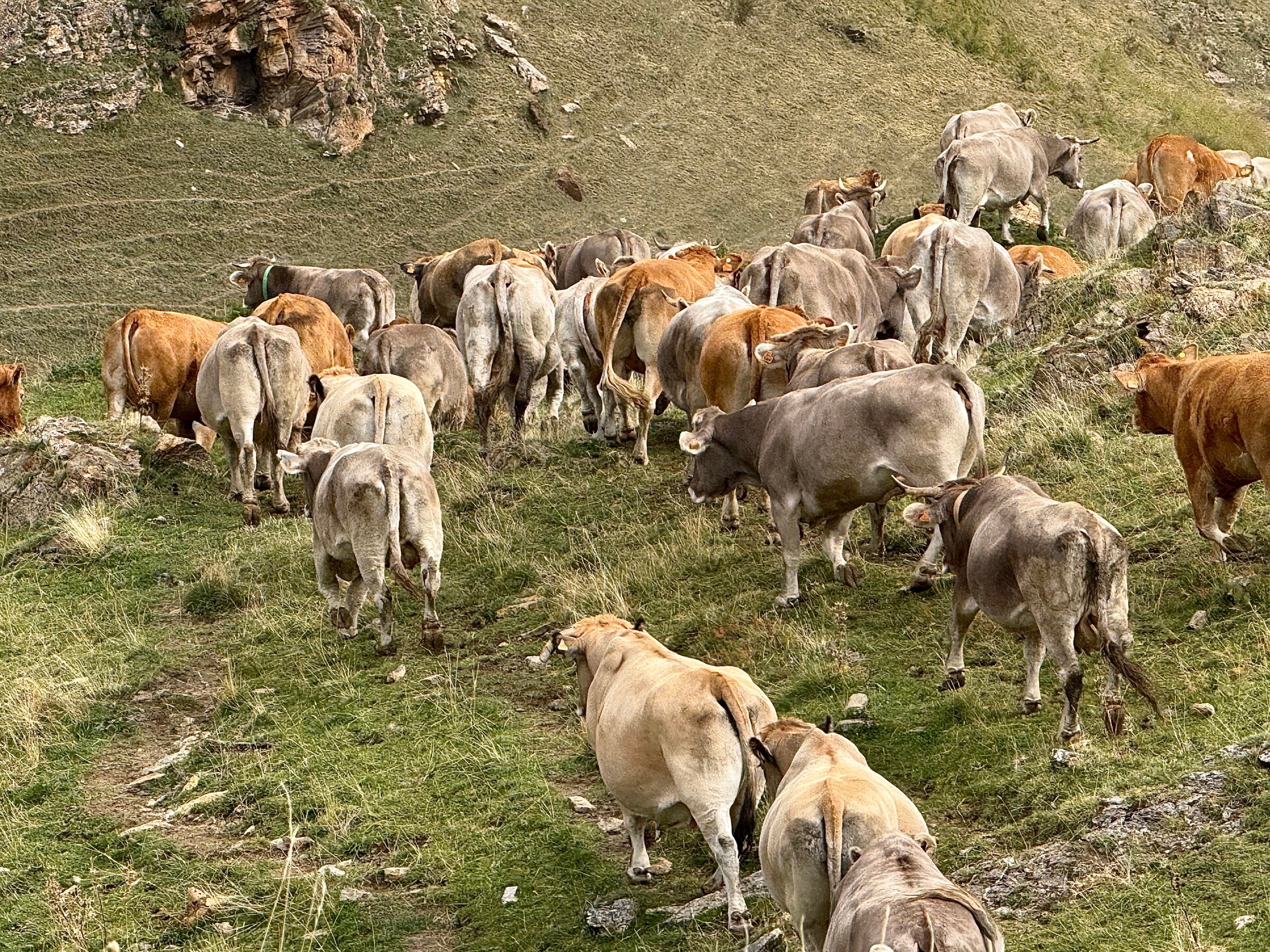 Vacas regresando a casa desde la montaña de Llessui | Marta Lluvich (ACN)