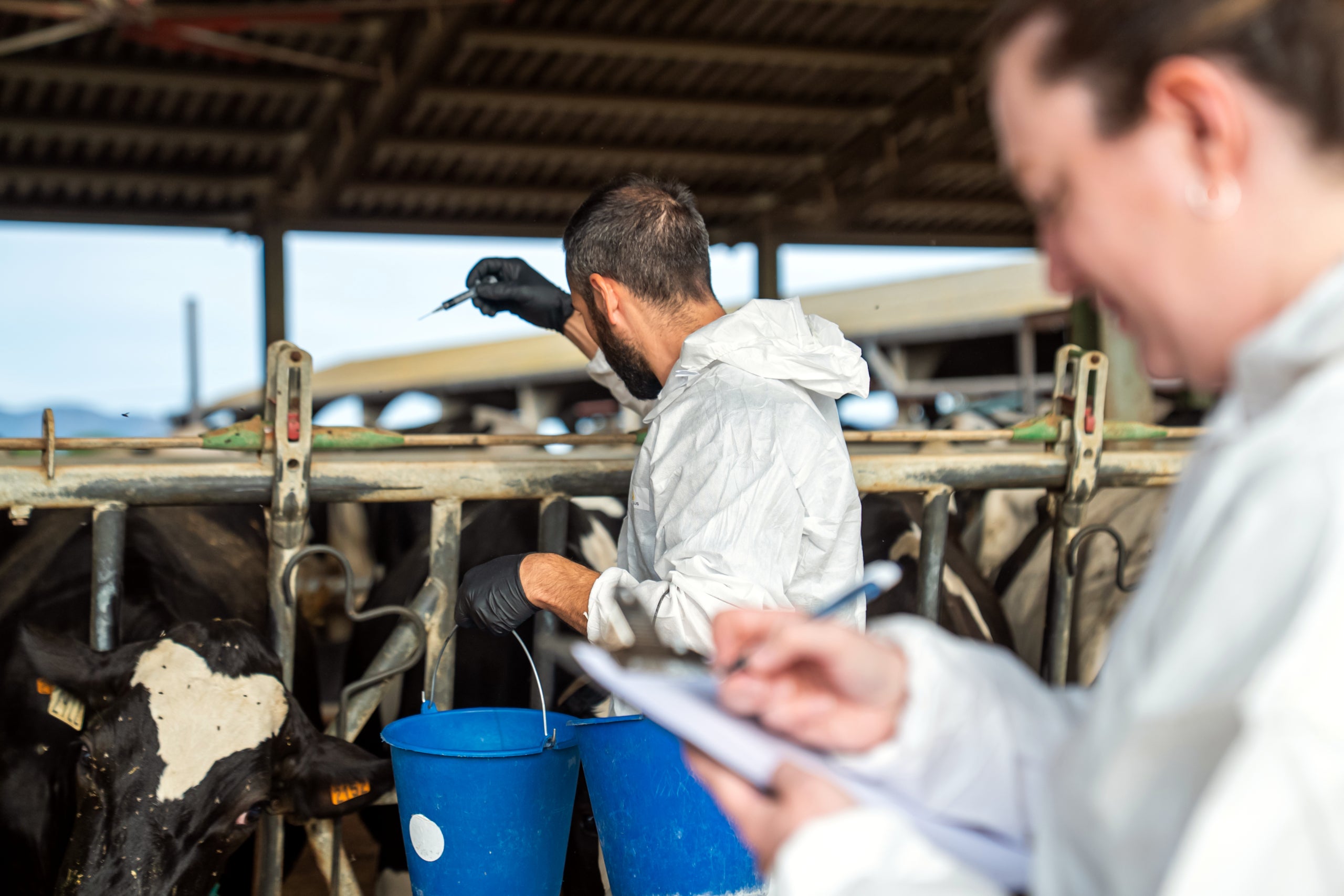 Veterinarios vacunando vacas contra la dermatosis nodular | Cedida pel Departament d'Agricultura