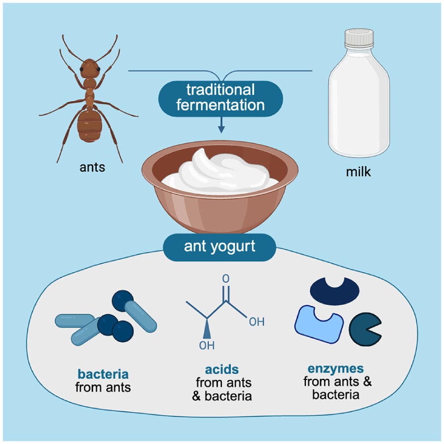 La receta tradicional de yogur | iScience