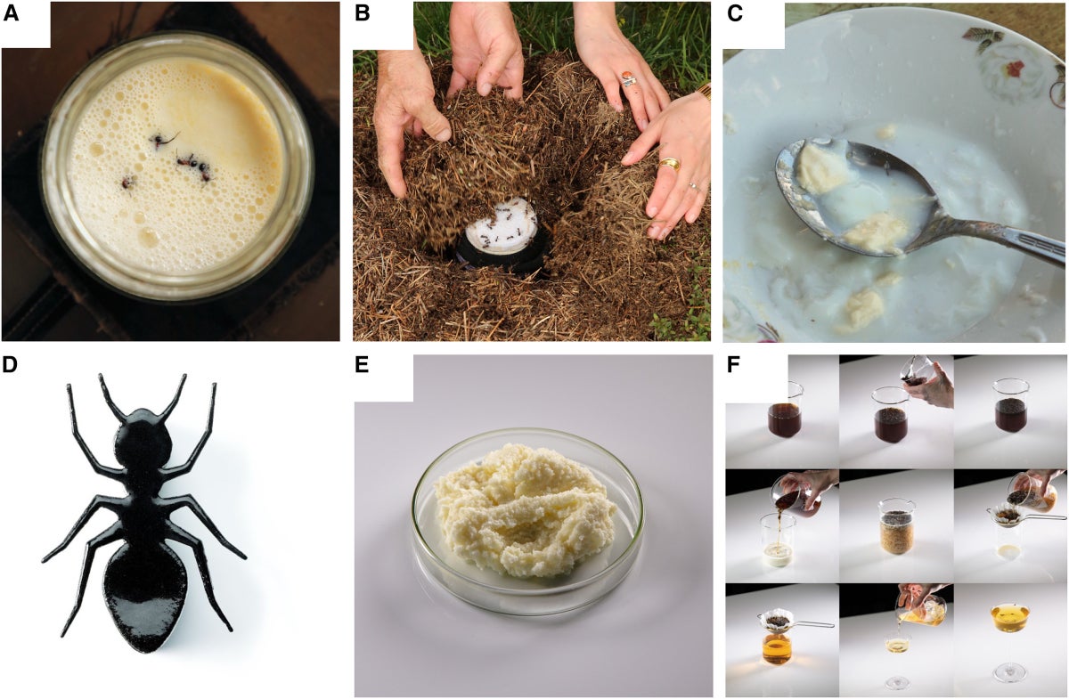 (A–C) Fotografías de la fermentación tradicional del yogur de hormigas iniciadas por las hormigas Formica rufa y sus típicas colonias de paja, tomadas durante el trabajo de campo en Bulgaria. (A) Las hormigas vivas se añaden a la leche calentada que luego (B) estaba enterrada dentro de la colonia de hormigas y se deja fermentar de la noche al día. (C) La leche resultante había comenzado a coagularse y acidificarse, indicativo de las primeras etapas de la fermentación del yogur.
(D-F) Aplicaciones culinarias creadas por el equipo de investigación y desarrollo de dos restaurantes de estrella Michelin, Alchemist, utilizando F. rufa ants: (D) sándwich de yogur de hormiga helado, donde la vista superior muestra la galleta de tuile que entretiene el helado contenido a continuación (E) queso 'maestro-maestro', y (F) leche-coctelería (Fotos A-C de David Zilber, y D-F de S,ren Gammelmark y K).re Knudsen de Alchemist). | iScience