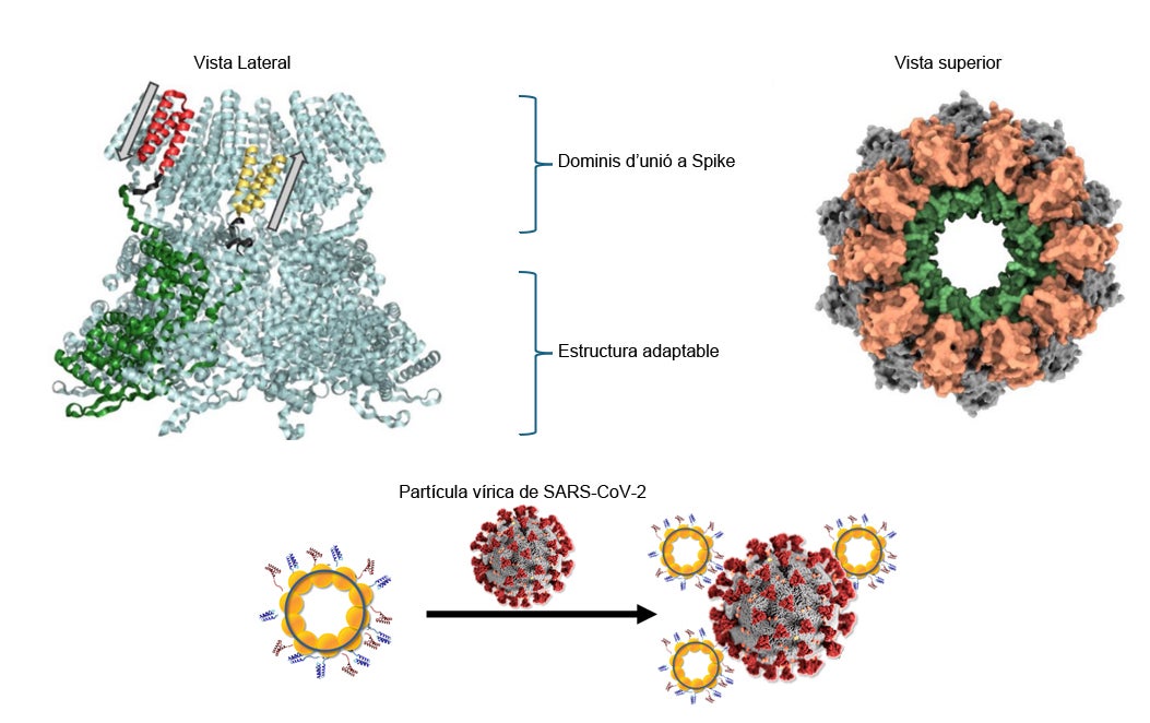 Ilustración de la estructura del nanoanillo de proteínas diseñado y patentado por los investigadores del IBB-UAB y el CONICET. | UAB