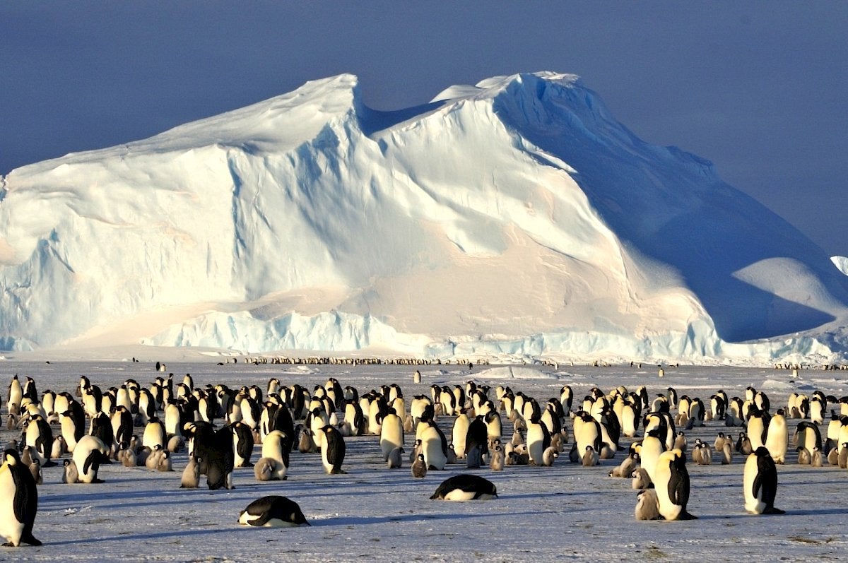 La pèrdua de gel marí condueix a la pèrdua d'hàbitat de moltes espècies antàrtiques dependents de gel marí, incloent-hi pingüins emperador, que lluiten per adaptar-se als canvis ràpids en el seu entorn. | Peter Hargreaves (Universitat Nacional d'Austràlia)
