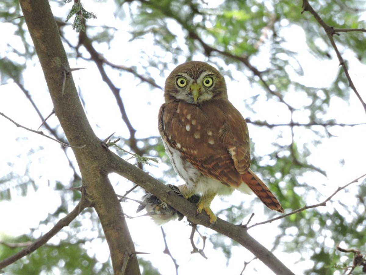 Diferents ocells característics dels boscos secs tropicals de l'Equador. | Universitat d'Alacant / Adrian Orihuela.