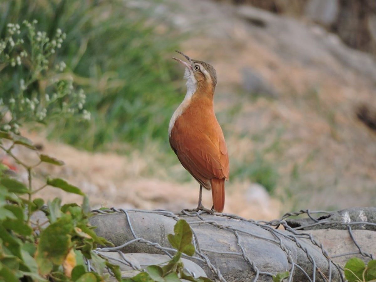 Diferents ocells característics dels boscos secs tropicals de l'Equador. | Universitat d'Alacant / Adrian Orihuela.

