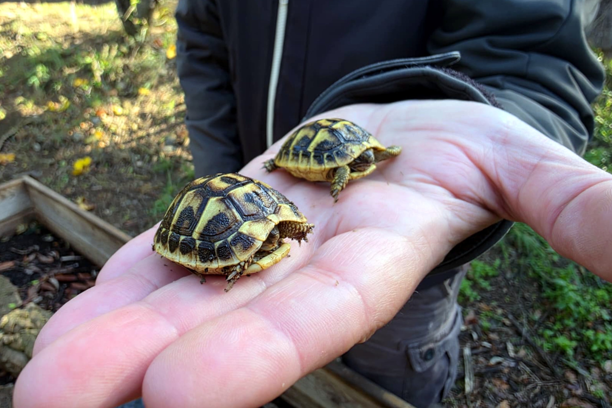 Dos exemplars de tortugues mediterrànies nascudes al setembre al Centre de Reproducció de l’Albera | Maria Garcia (ACN)