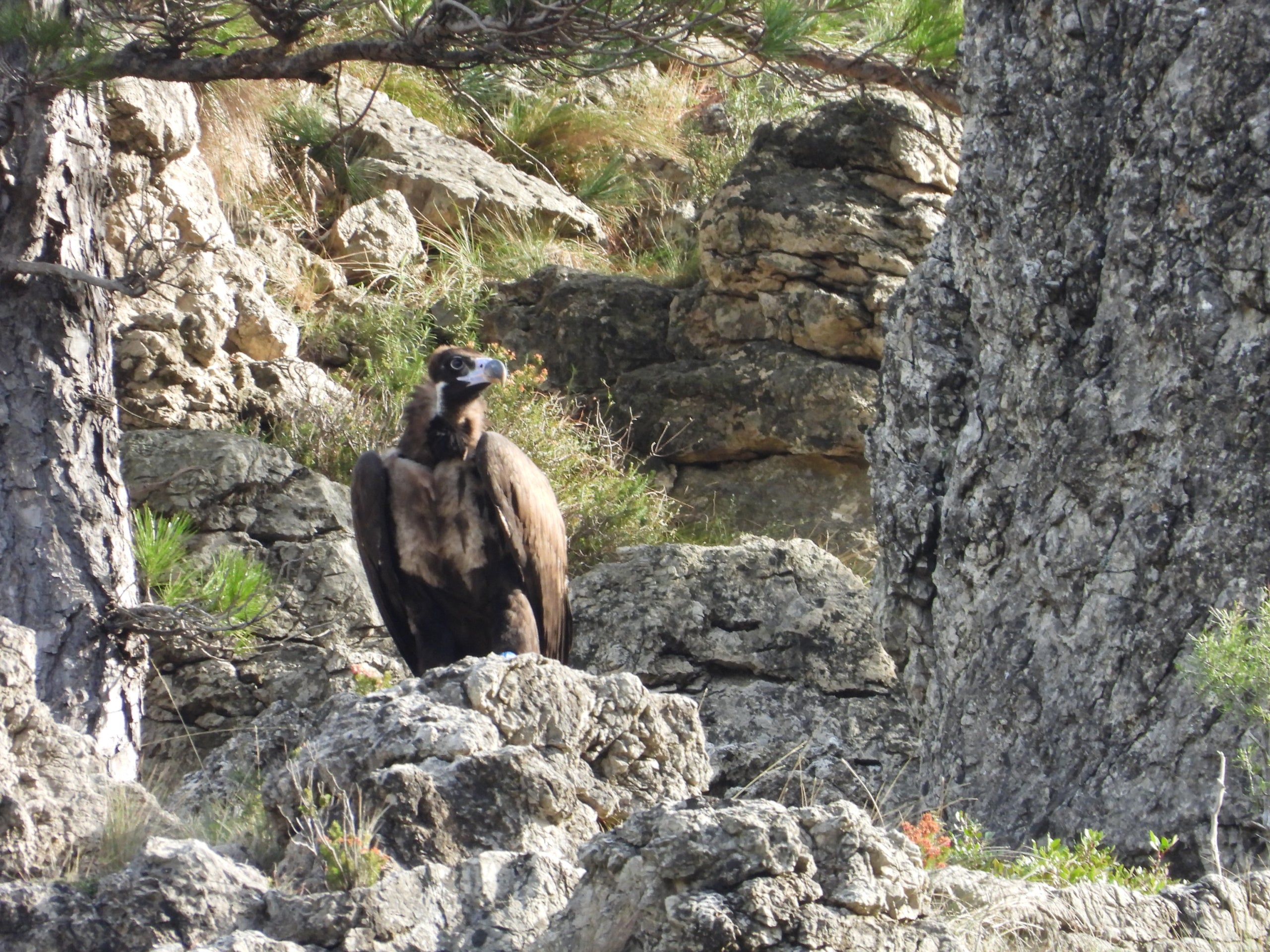 Aixada, un dels exemplars alliberats | Departament de Territori