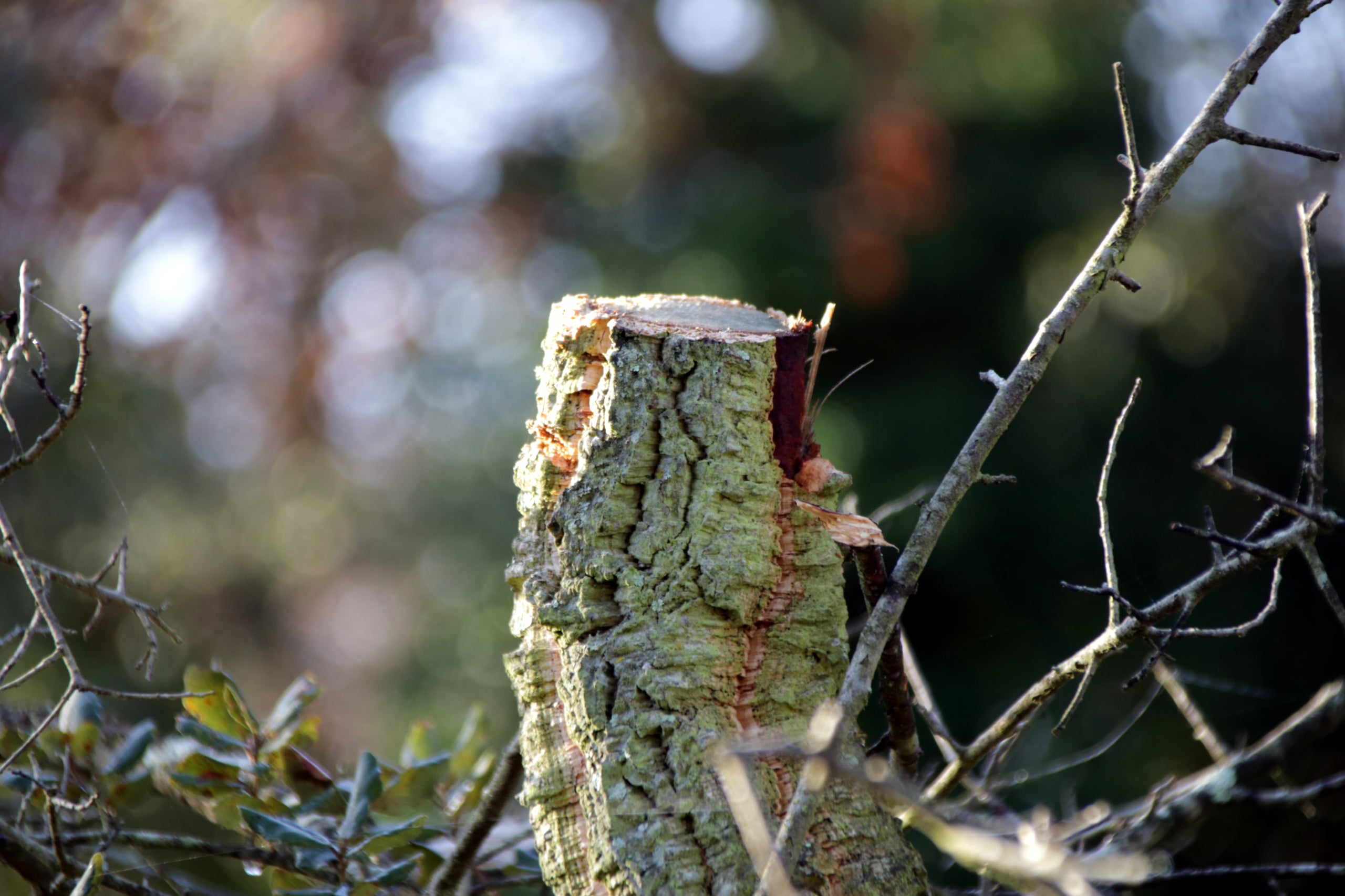 Primer pla d'un tronc d'arbre tallat, a Caldes de Malavella | Berta Artigas Fontàs (ACN)