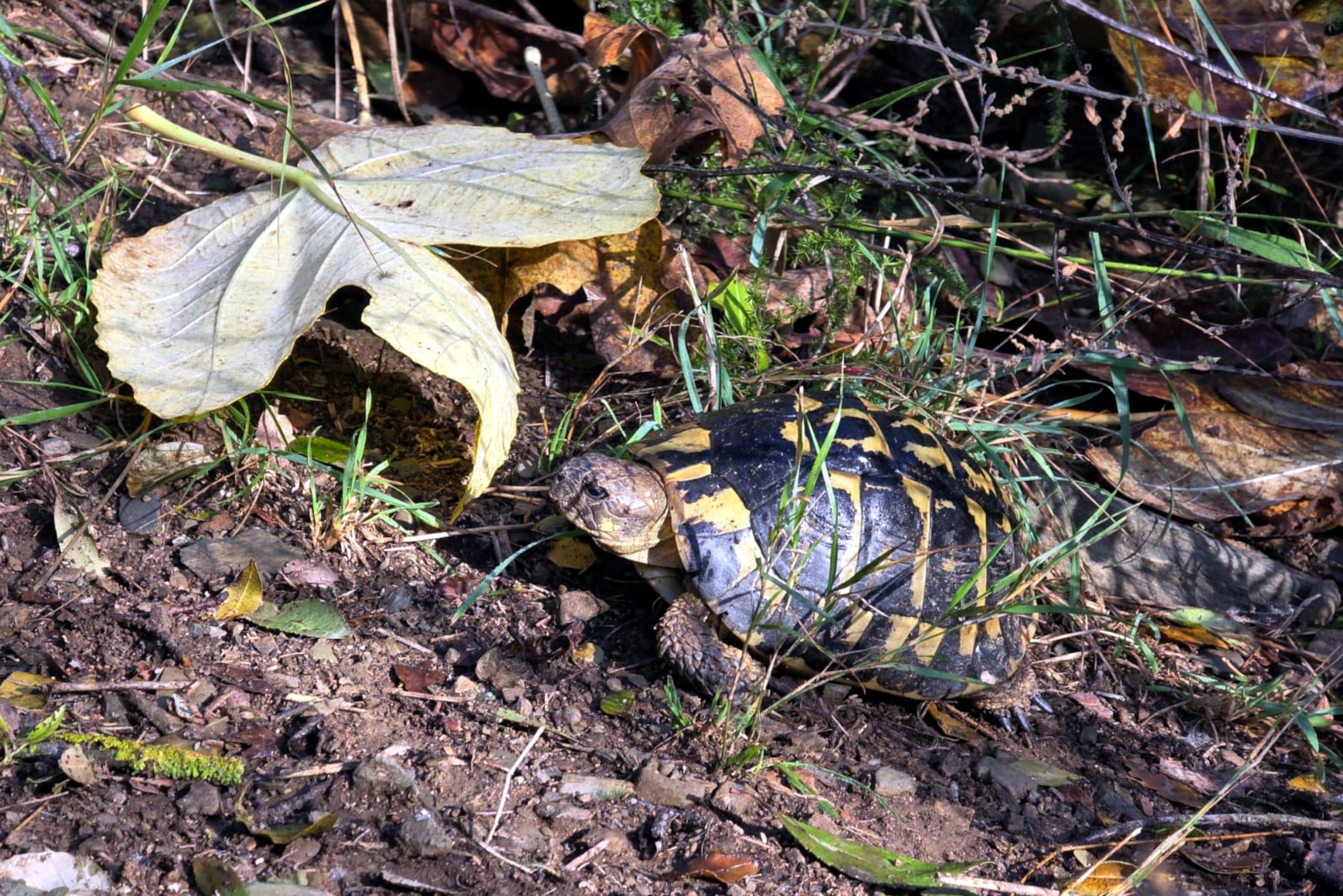 Les tortugues mediterrànies són herbívores | Maria Garcia (ACN)