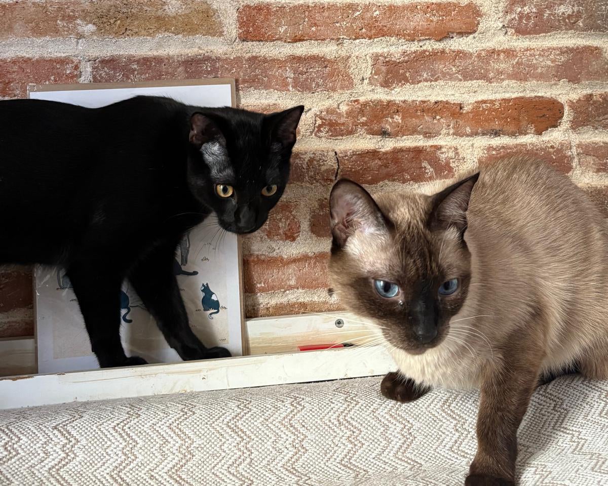 Gats | Julia Catarineu