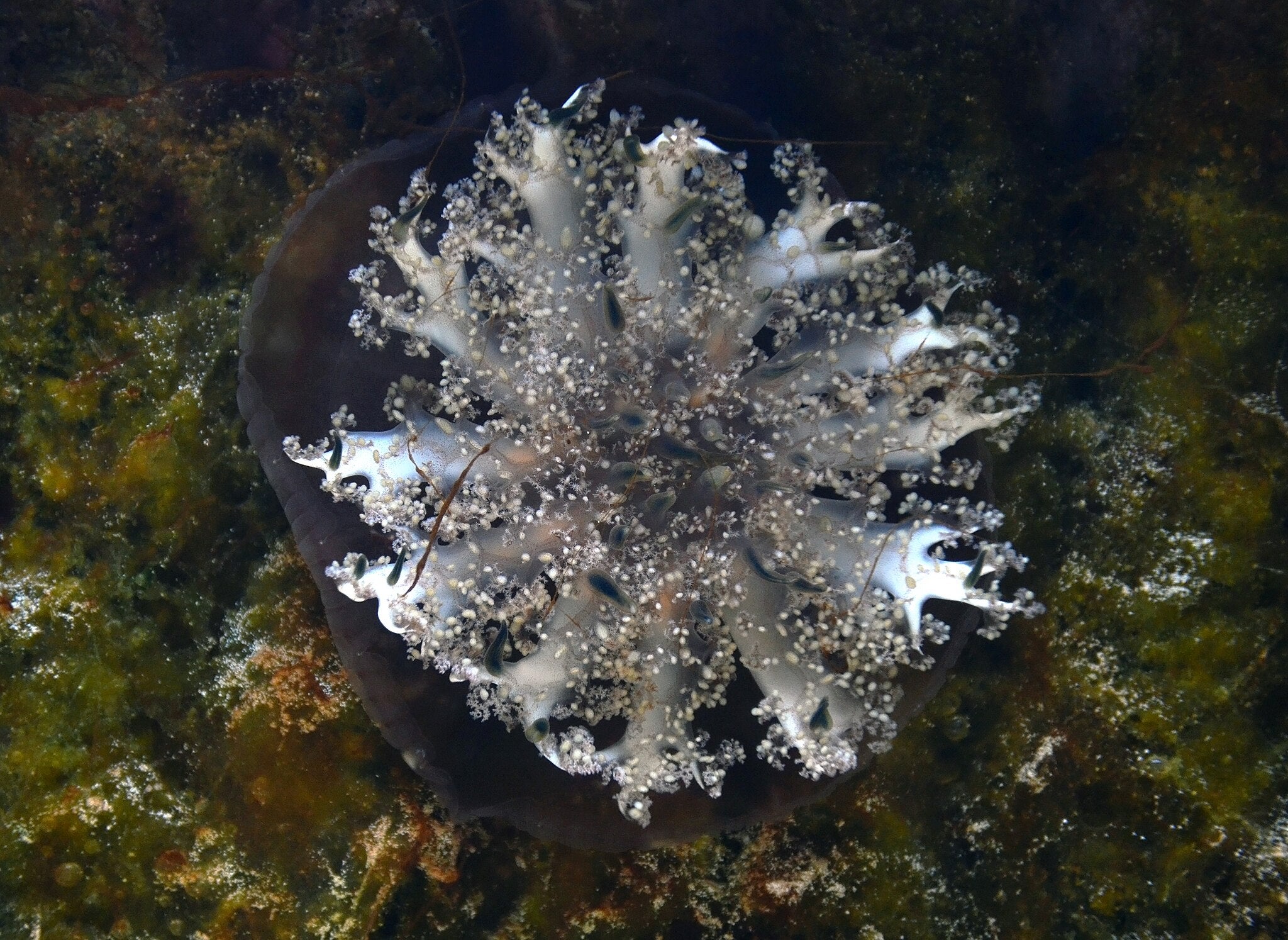 Un exemplar de Cassiopea andromeda | Wikimedia Commons