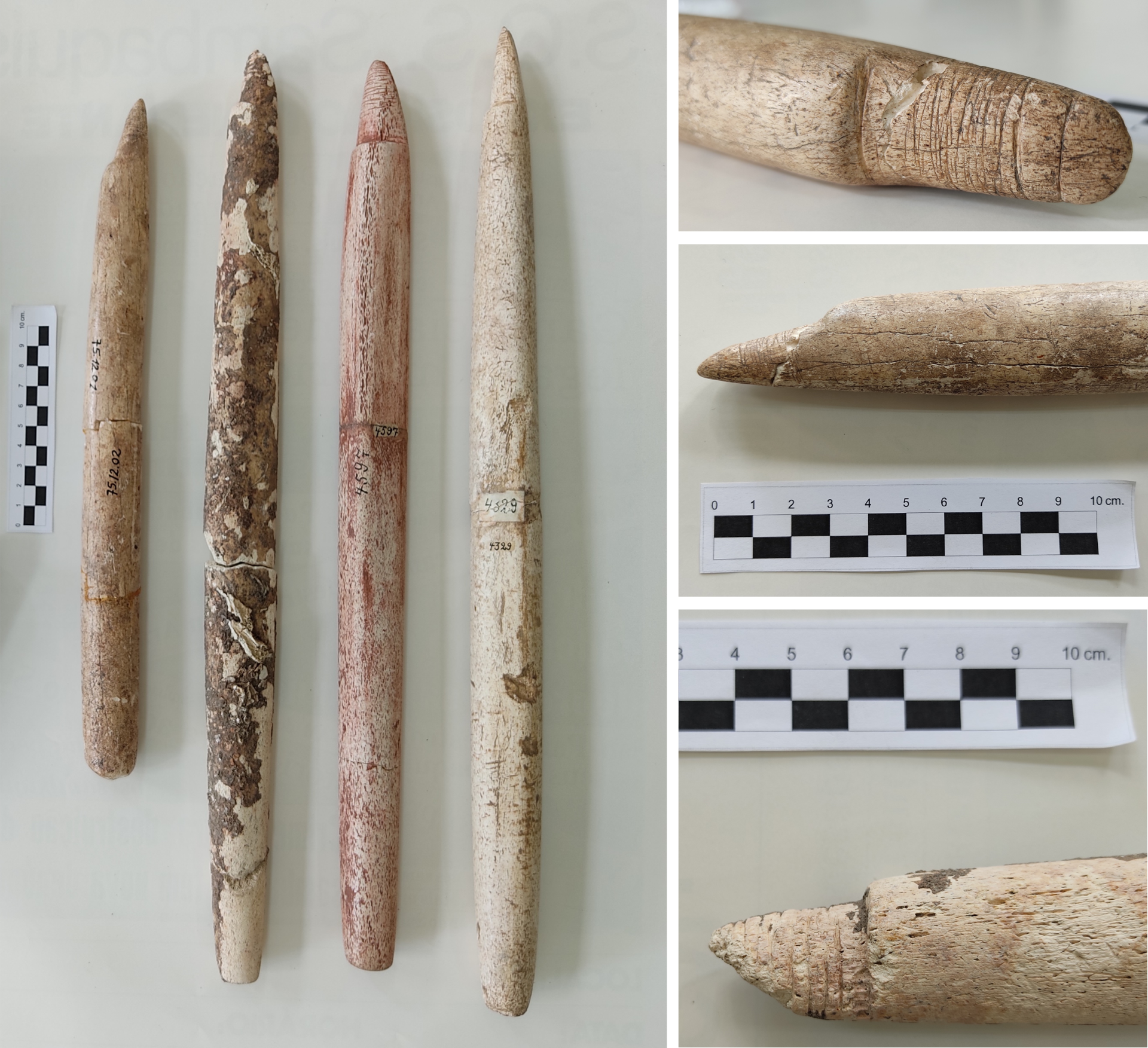 Restes arqueològiques del conxer (sambaqui) Morro do Ouro (a Joinville, estat de Santa Catarina, Brasil), datat en 4500 cal BP. Autor: ERC-TRADITION / UAB