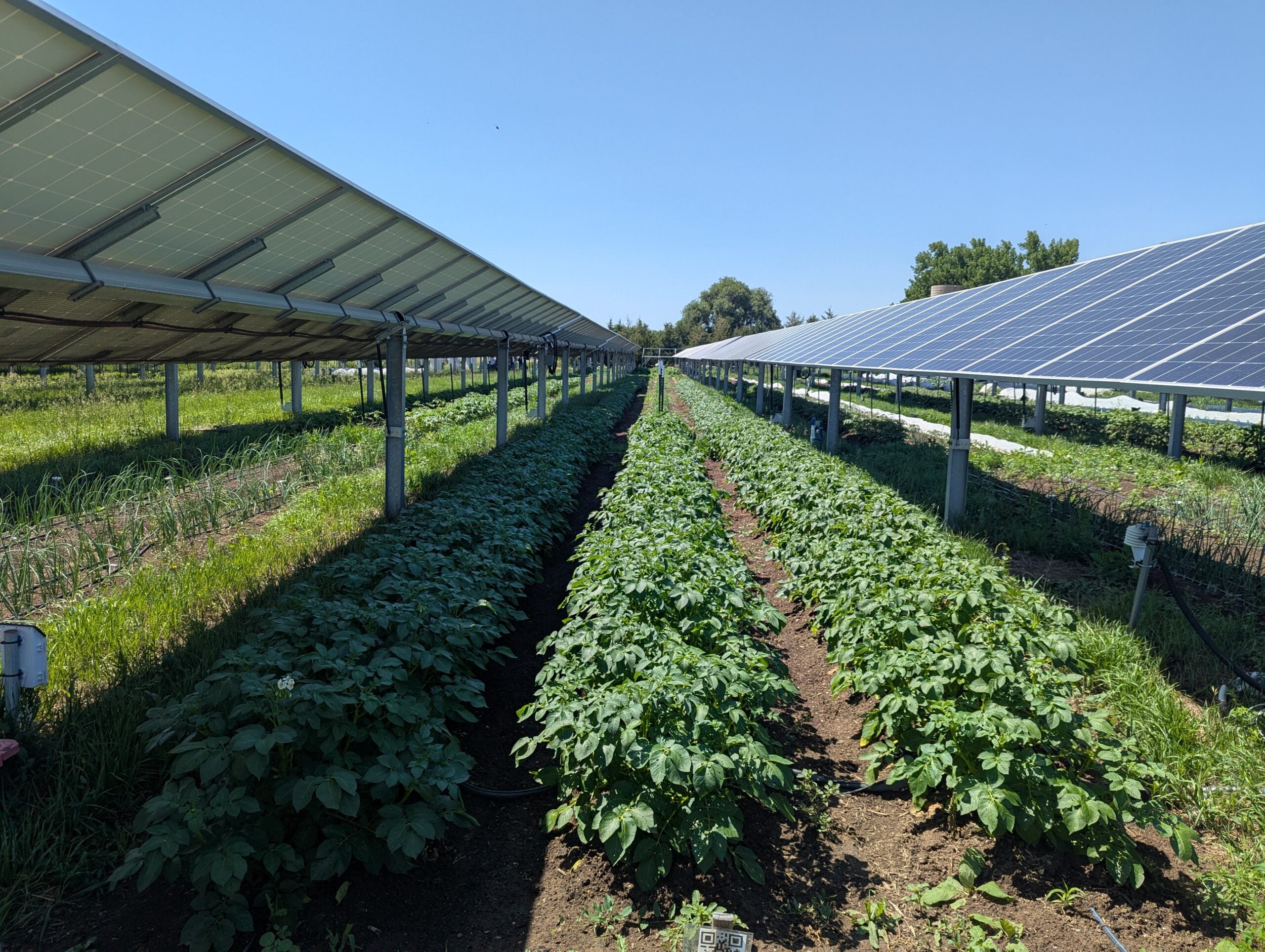 Al Jack's Solar Garden de Longmont, Colorado, s'alcen files de panells solars sobre els cultius, llançant capes d'ombra que beneficien tant a les plantes com als treballadors agrícoles. | Talitha Neesham-McTiernan (AGU)
