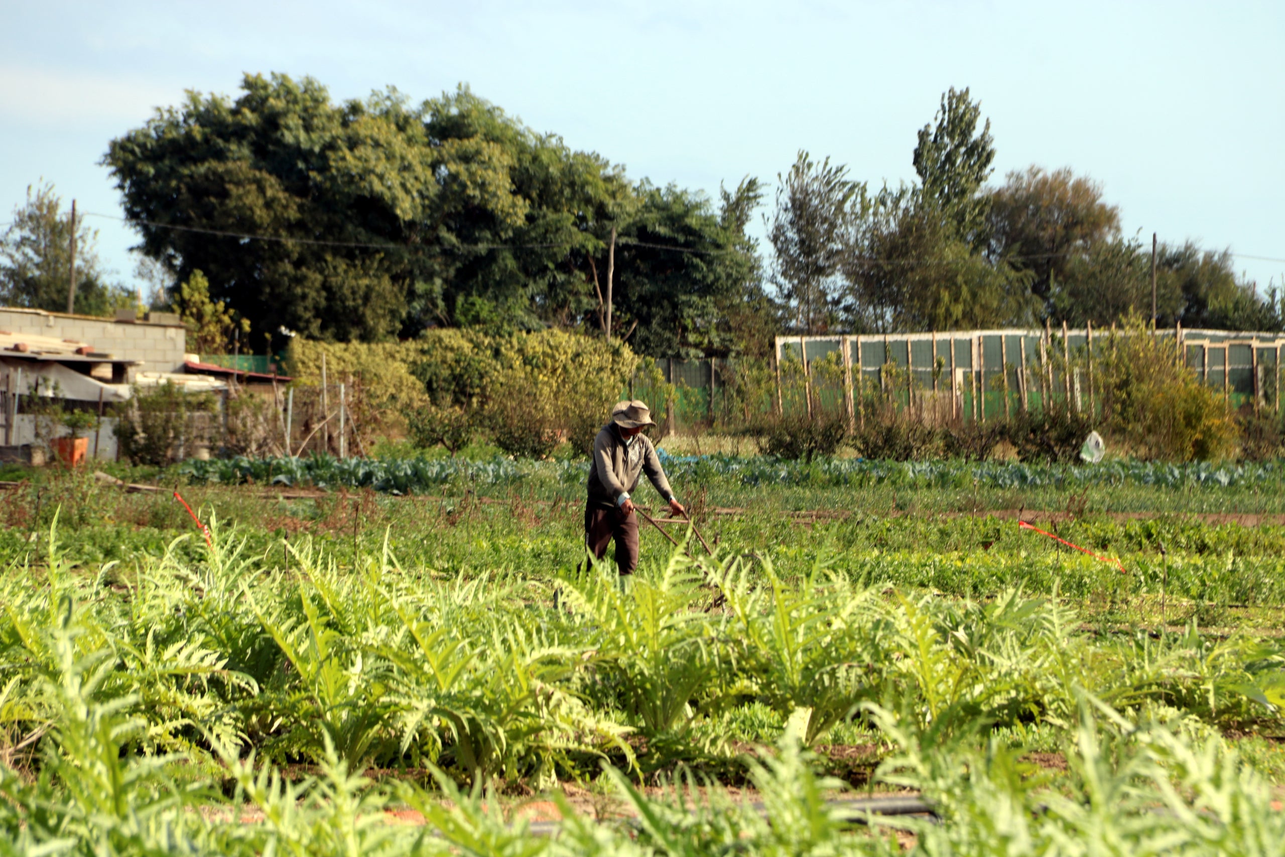 Un pagès treballant en un camp de carxofes a Gavà | Àlex Recolons (ACN)