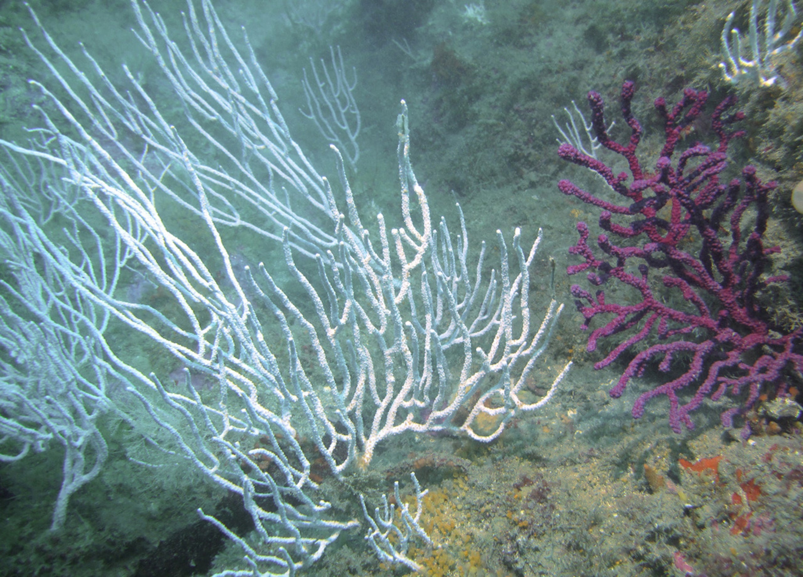 Gorgònies al fons marí | ACN