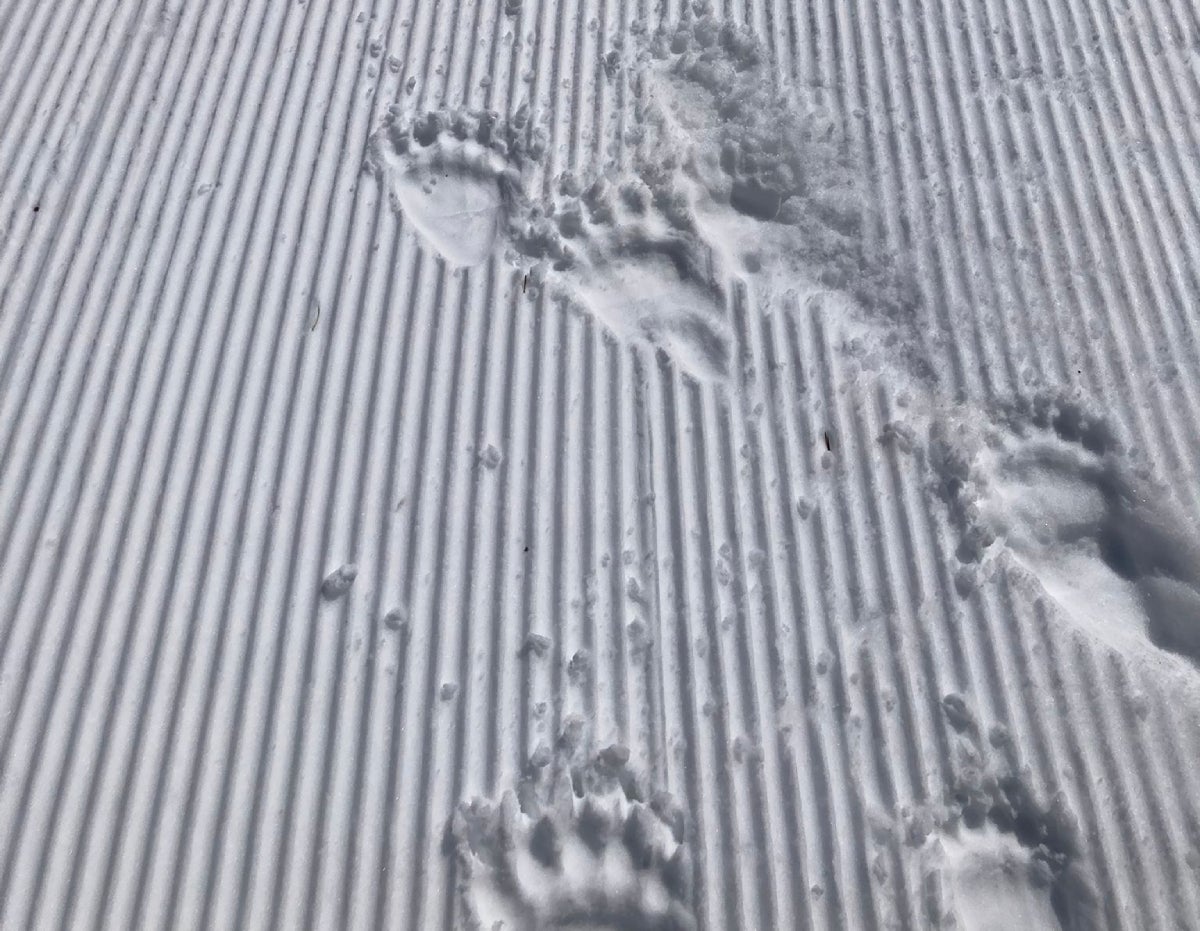 Imatges de petjada d'os a la muntanya de Tavascan, al Pallars Sobirà | Cedida a l'ACN