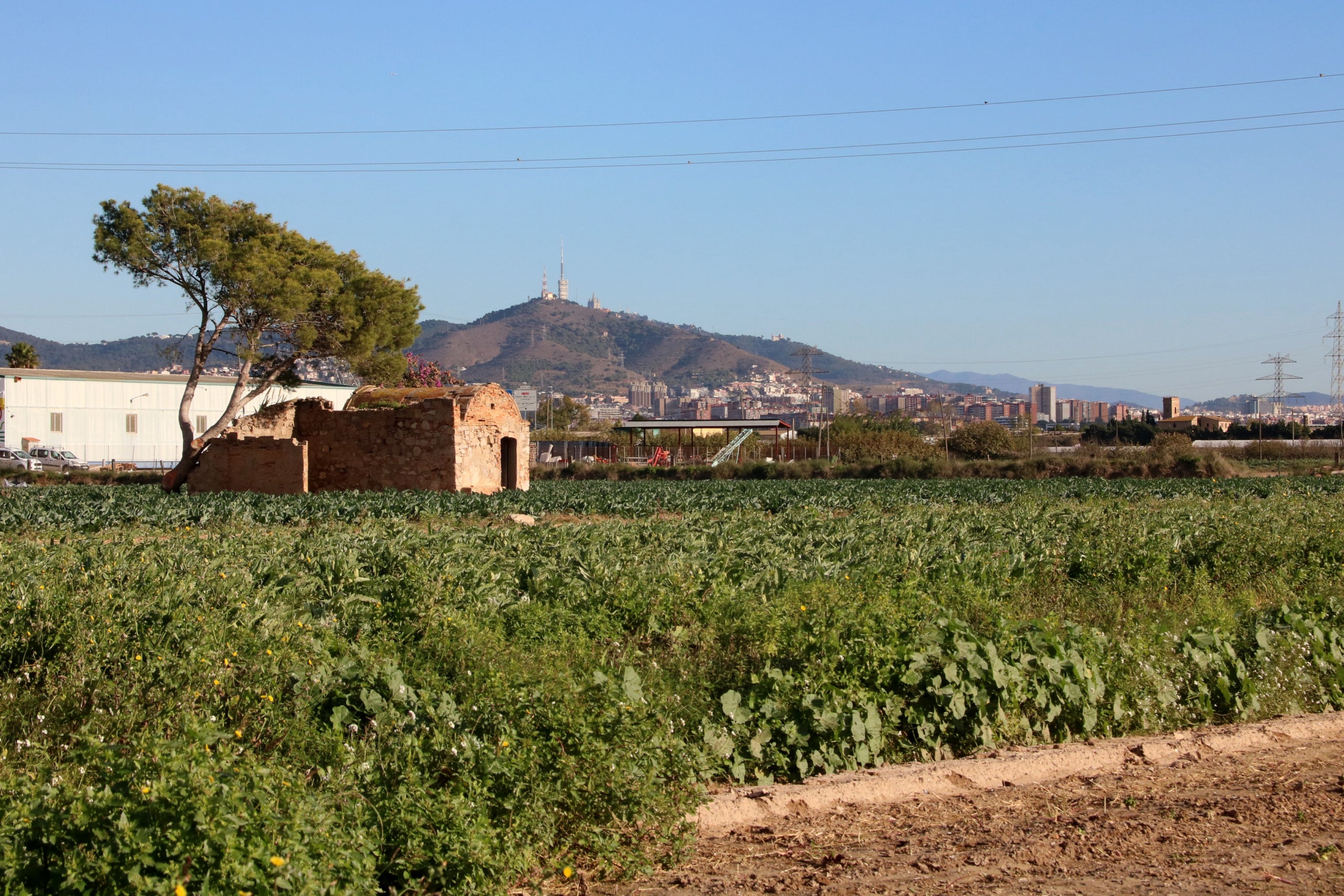 Parc Agrari del Baix Llobregat | Gemma Sánchez (ACN)