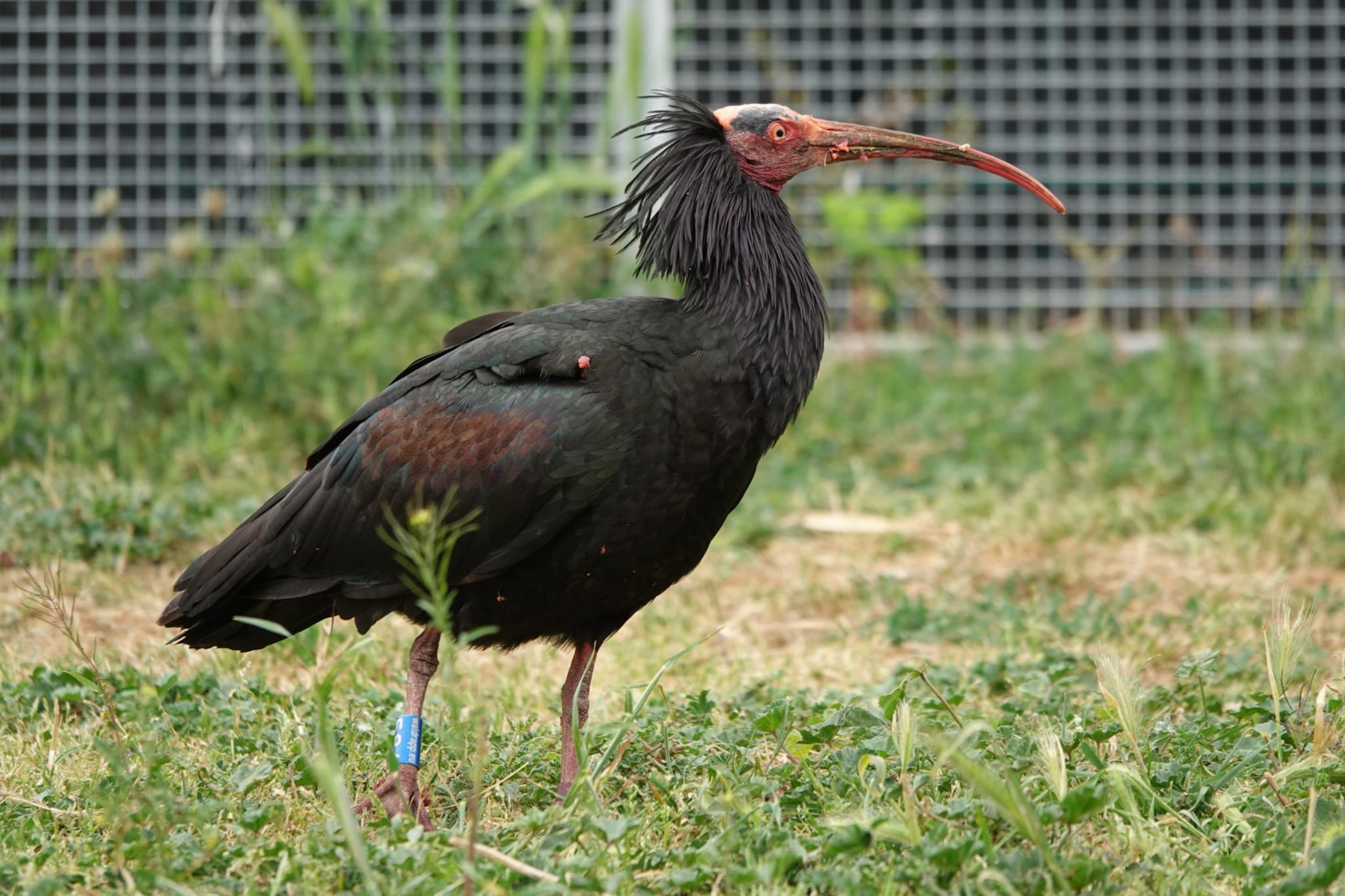 L'exemplar que ha fet parada a l'Empordà | Fundació Alive (ACN)