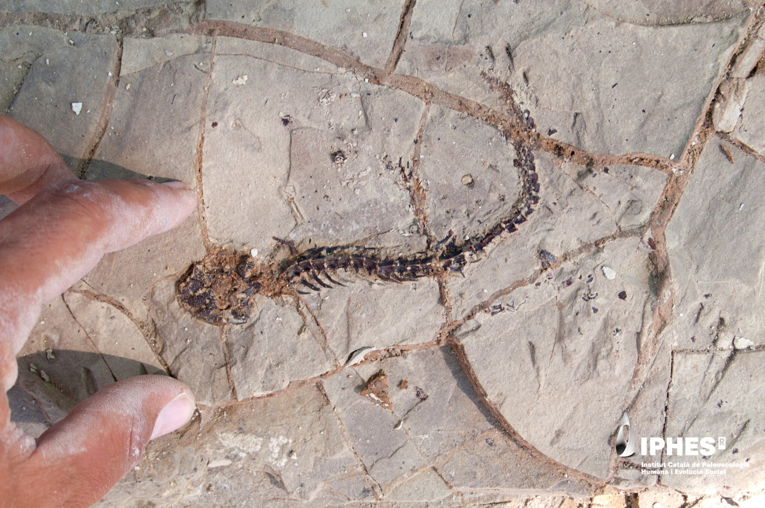 Un fòssil del Camp dels Ninots / Gerard Campeny / IPHES-CERCA