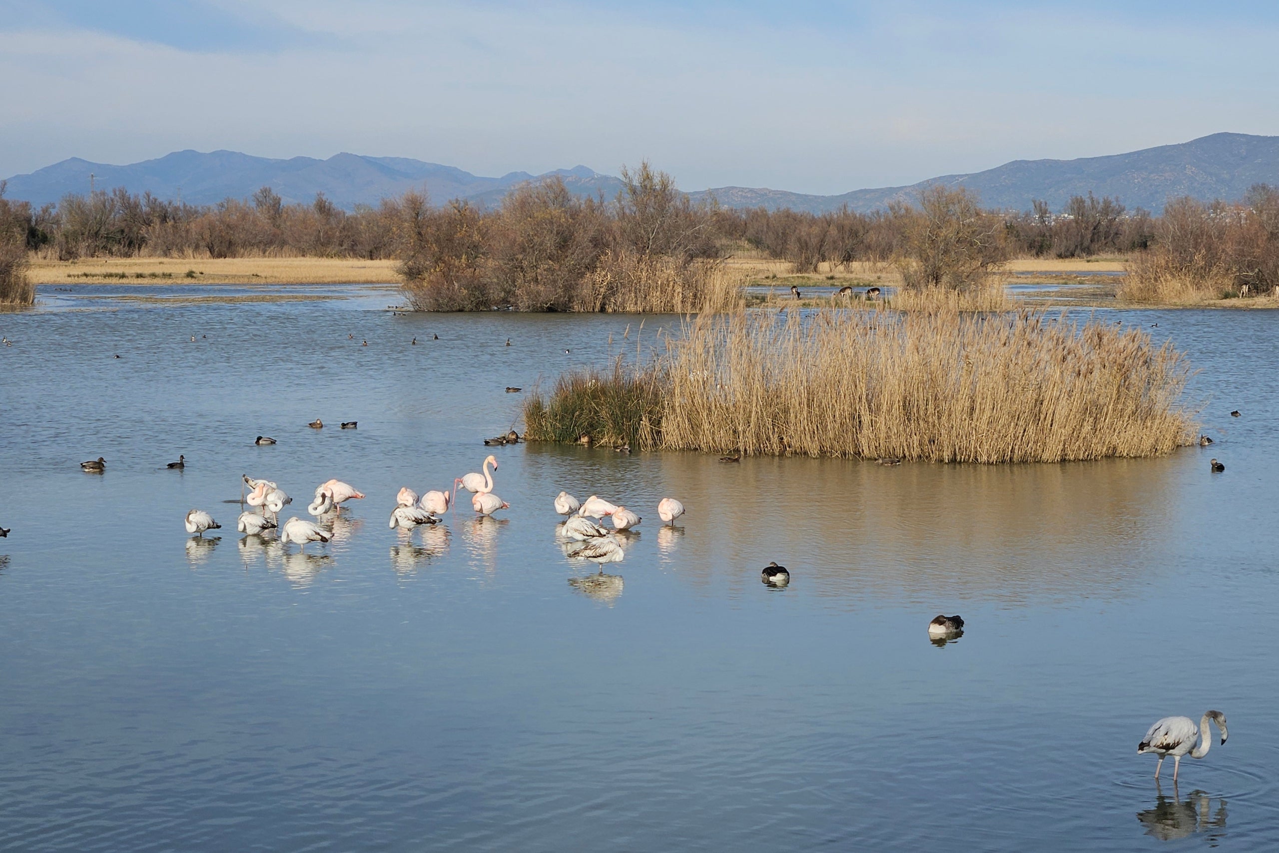 Aus al parc natural dels Aiguamolls de l'Empordà | Departament de Territori, Habitatge i Transició Ecològica 