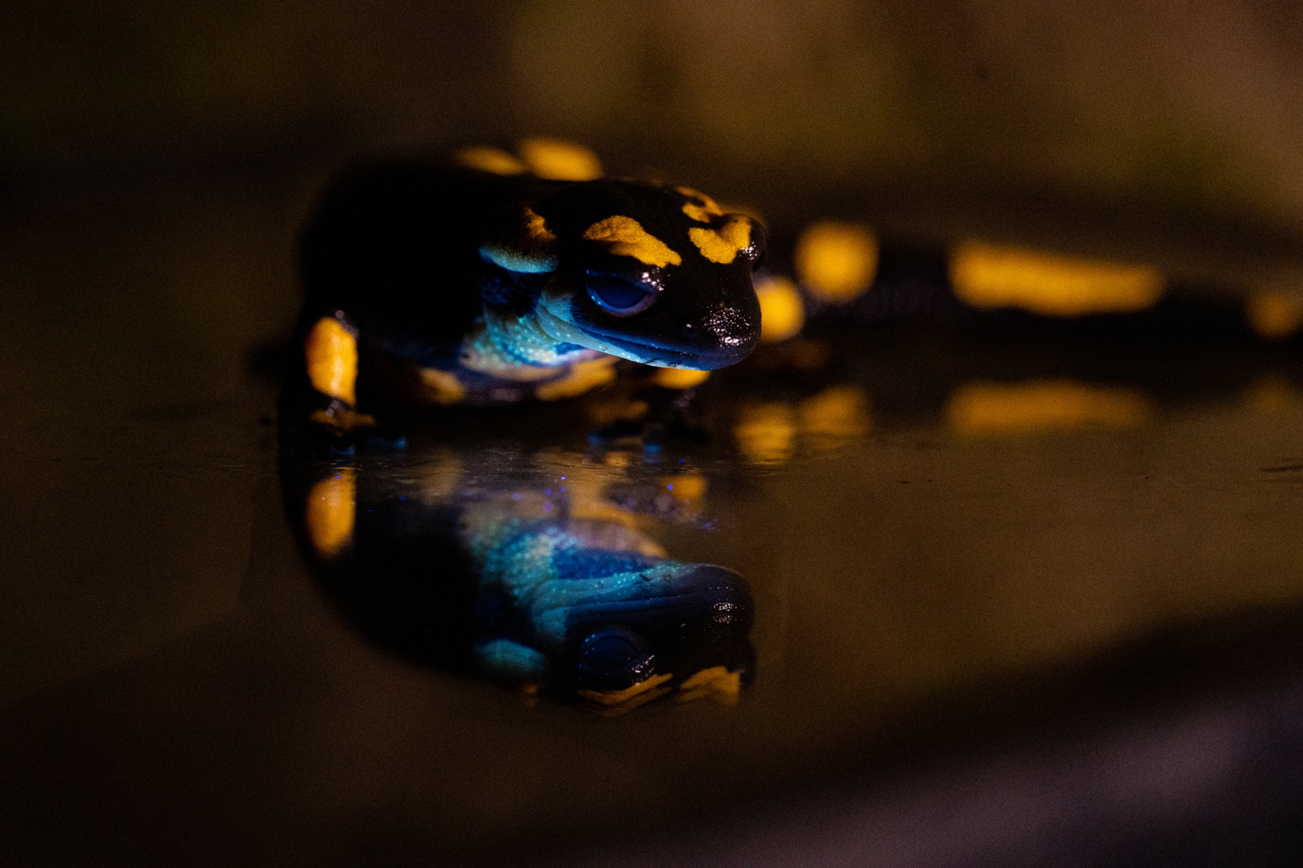 Una salamandra | Cedida: Museu de Ciències Naturals de Barcelona