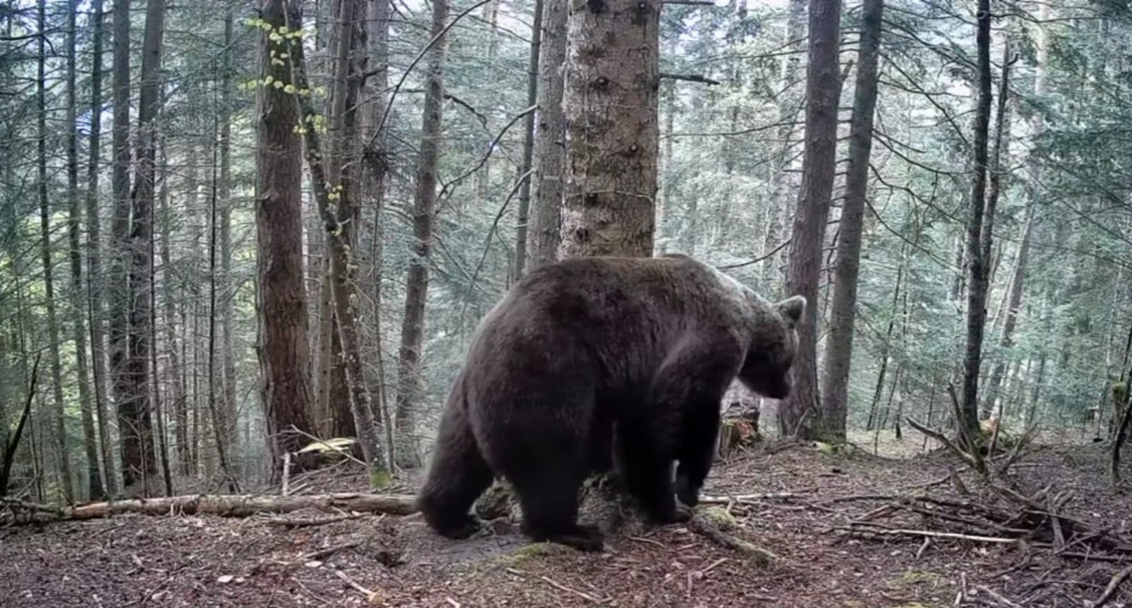 Un os caminant per un bosc a la Val d'Aran | Cedida a l'ACN pel CGA