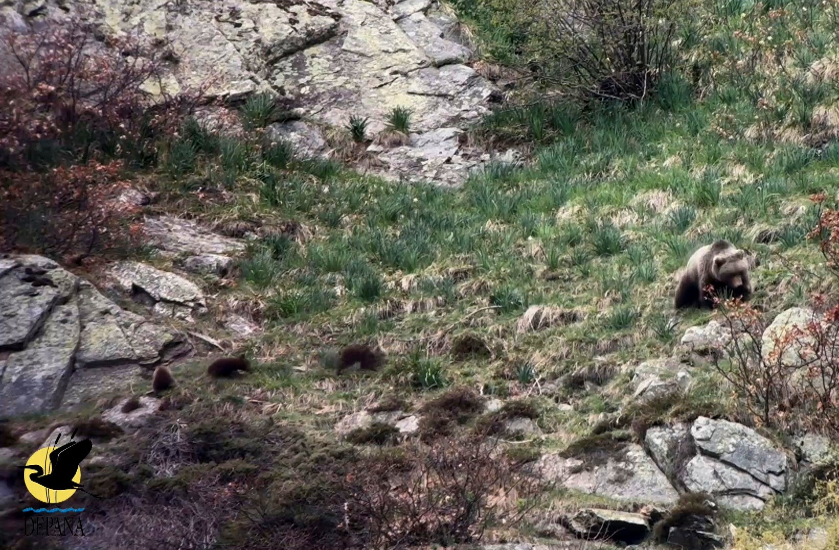 Imatge extreta del vídeo que Depana va gravar amb una ossa i tres cadells | Cedida a l'ACN per Depana