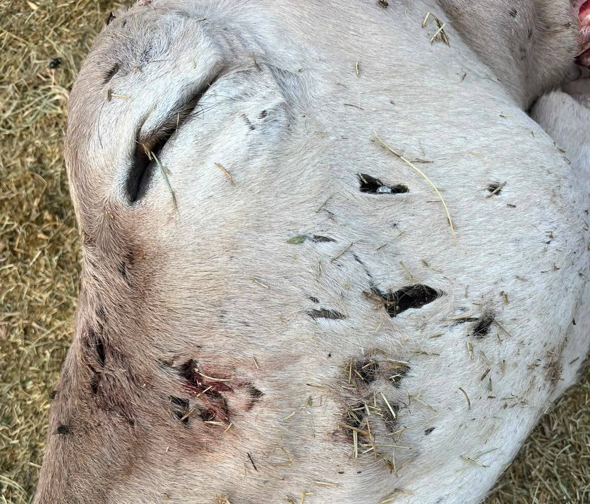 La cara de la vaca ferida per esgarrapades de l'os, segons el ramader Marcel Ticó | Cedida per Marcel Ticó a l'ACN