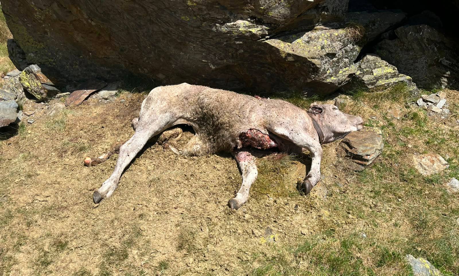 La cara de la vaca ferida per esgarrapades de l'os, segons el ramader Marcel Ticó | Cedida per Marcel Ticó a l'ACN
