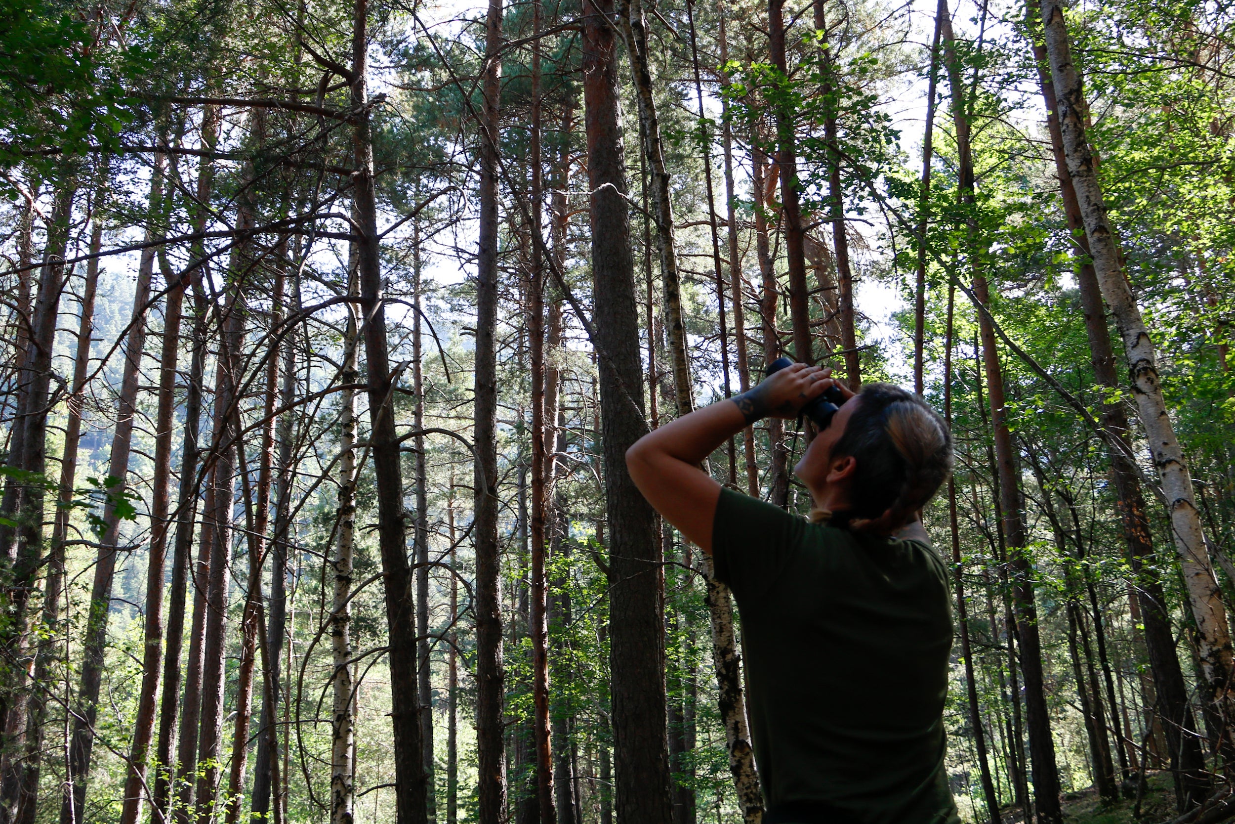 Corredoira inspeccionant la copa d’un arbre a la parcel·la de control d’Agricultura a Arsèguel
| Marc Codinas (ACN)
