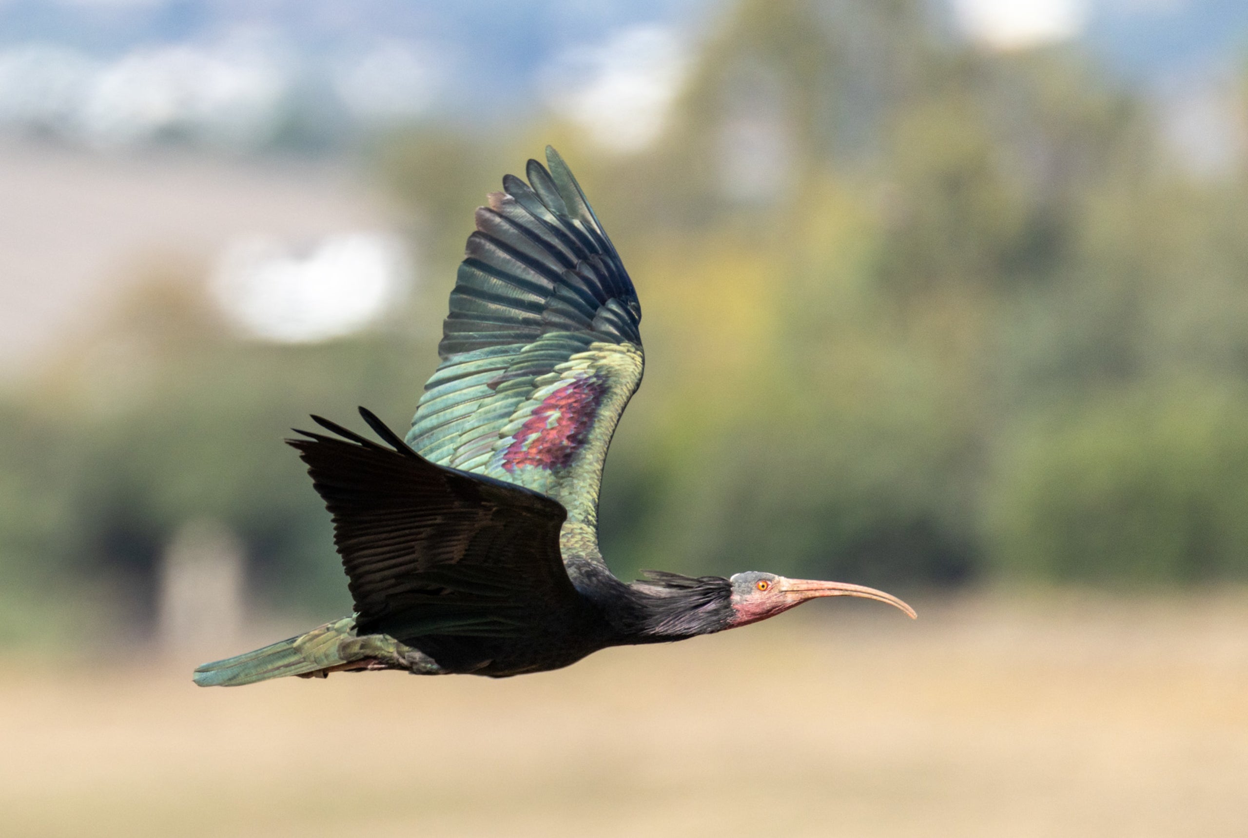 Un exemplar d'ibis ermità | Cedida per Endesa a l'ACN
