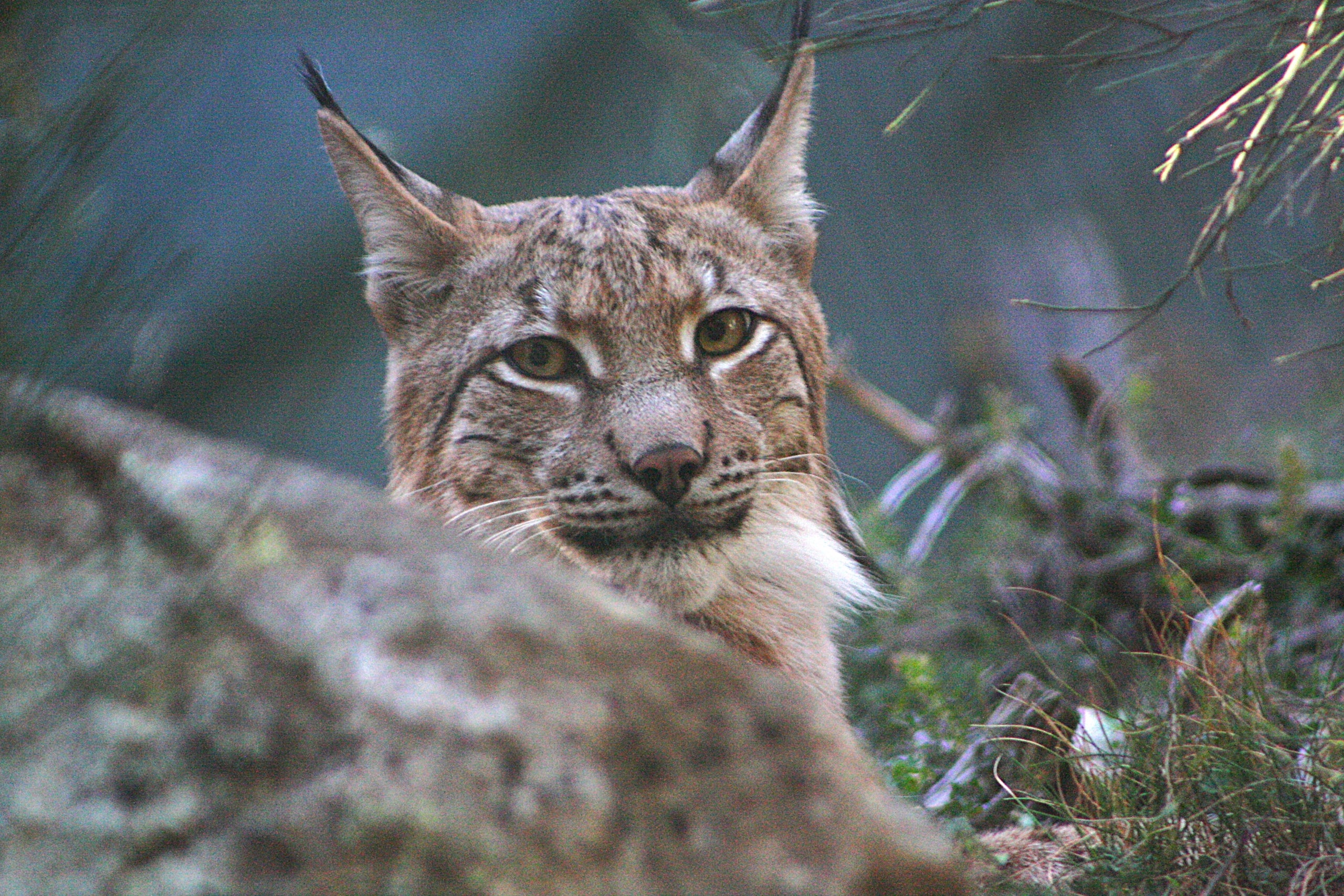 Un linx boreal | Cedida a l'ACN per ADLO Pirineus