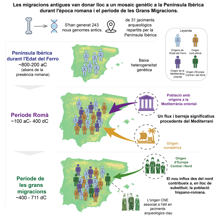 Resum gràfic de la recerca, basada en l’anàlisi de 243 nous genomes antics procedents de 31 jaciments de la península Ibèrica. La figura mostra com les migracions van transformar la composició genètica de la població des de l’Edat del Ferro fins a l’Alta Edat Mitjana. Durant el període romà va augmentar la diversitat genètica amb l’arribada de poblacions de la Mediterrània oriental i del nord d’Àfrica; posteriorment, les migracions associades als sueus, els alans i els visigots van incorporar ascendència del centre i el nord d’Europa, especialment entre les elits, sense reemplaçar el substrat demogràfic format durant el domini romà. | Crèdit: Cell, Carrión et al. (UPF)